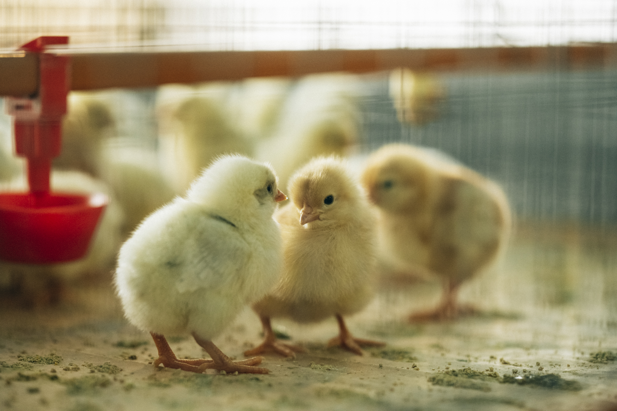 熟成すると旨みが増す。うちのたまごの特長です。 - 一般社団法人 離島